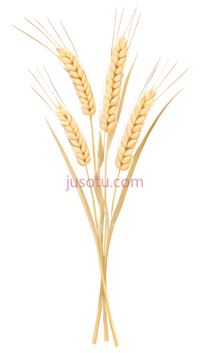 麦穗,插画,黄色, PNG