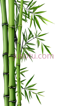 竹子,插画,绿色PNG