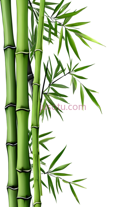 竹子,插画,绿色, PNG