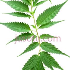 大麻叶PNG