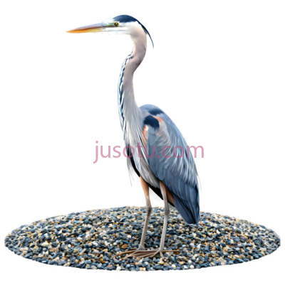 蓝色苍鹭,砾石, PNG