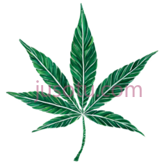 大麻叶子PNG