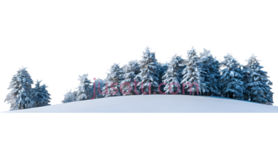 雪松,3D,白色, PNG