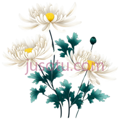菊花瓣,花艺PNG