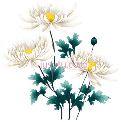 菊花瓣,花艺, PNG