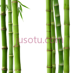 竹子,自然,绿色PNG