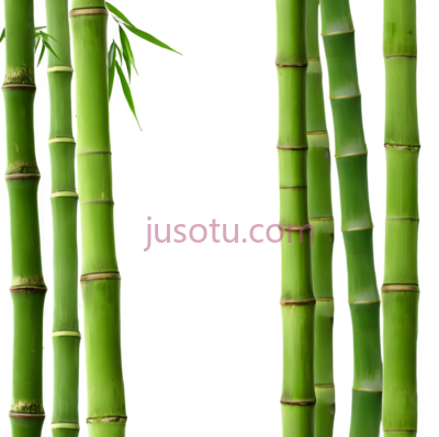 竹子,自然,绿色, PNG