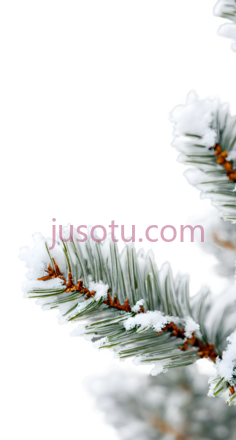 松树枝,自然,绿色,白色PNG