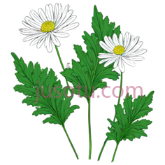 单瓣菊花叶PNG