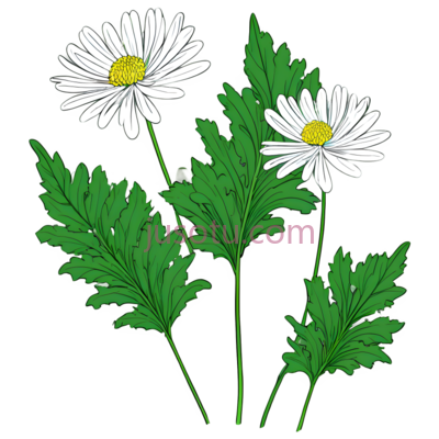 单瓣菊花叶, PNG