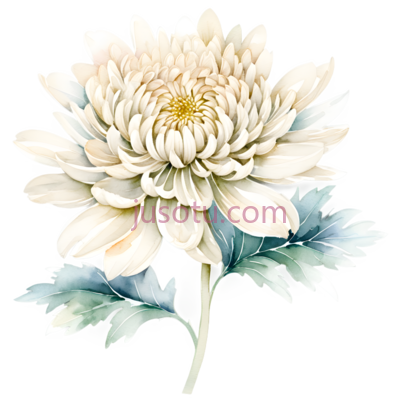 菊花,丝绸, PNG
