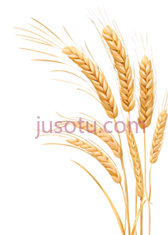 麦穗PNG