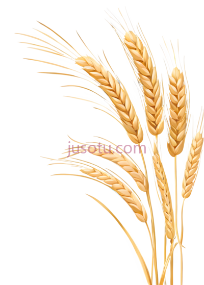 麦穗, PNG
