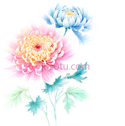古风菊,花瓣, PNG