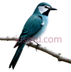 鸟,自然,蓝色PNG