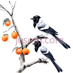 喜鹊,柿子树PNG
