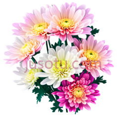 菊花,插画,粉色,黄色,白色PNG
