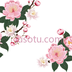 花朵,插画,粉色,白色,绿色PNG