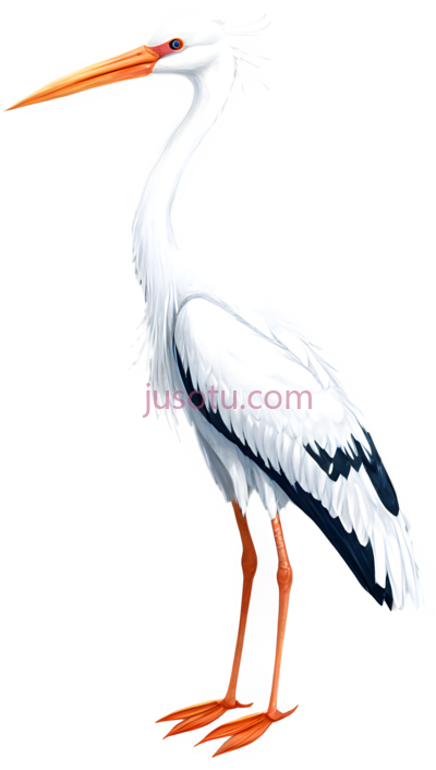 白鹤,水鸟, PNG