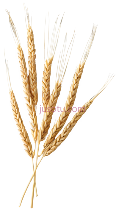 麦穗,自然,黄色, PNG