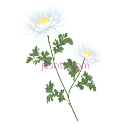 白菊花, PNG