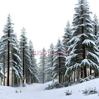 雪松,森林, PNG