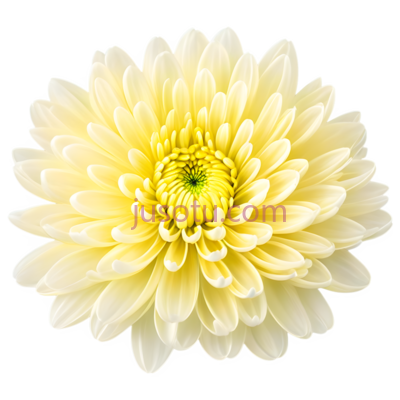 菊花,花瓣, PNG
