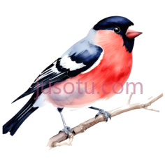 红腹灰雀PNG