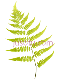 蕨类植物,绿色PNG