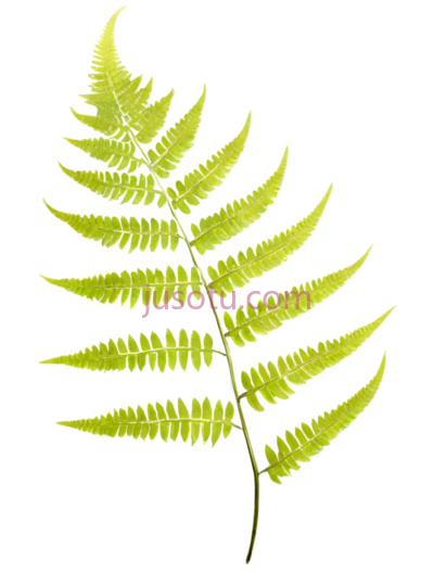 蕨类植物,绿色, PNG