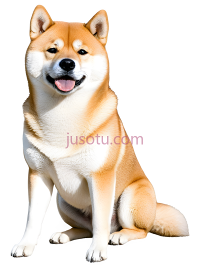 柴犬, PNG