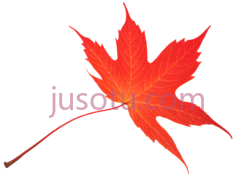 枫叶,自然,红色PNG