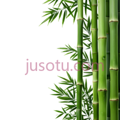 竹子,自然,绿色PNG