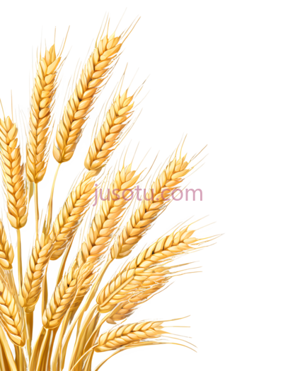 金色,小麦, PNG