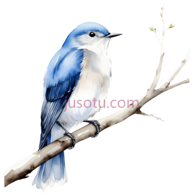蓝鸟,水彩画,蓝色,白色, PNG