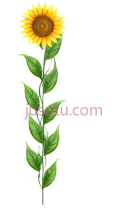 向日葵,插画,黄色PNG