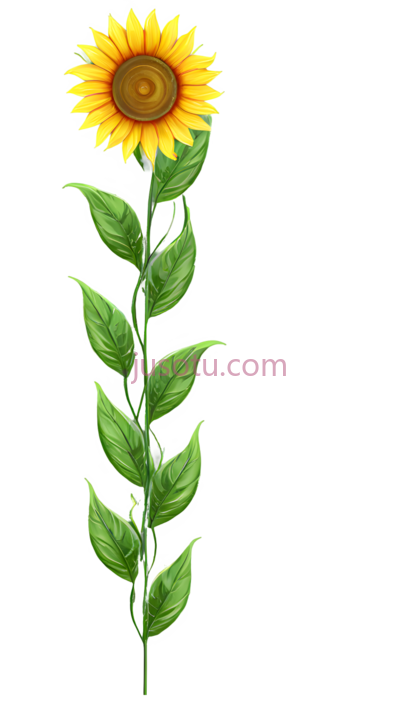 向日葵,插画,黄色, PNG