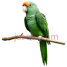 鹦鹉,自然,绿色PNG