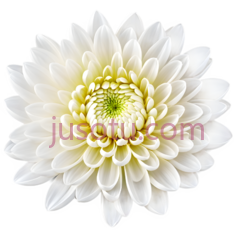 白菊花,花瓣PNG