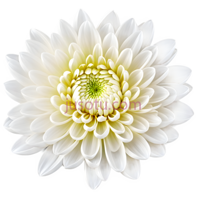白菊花,花瓣, PNG