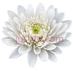 白菊,花瓣PNG