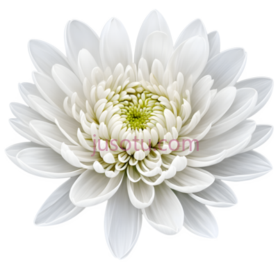 白菊,花瓣, PNG