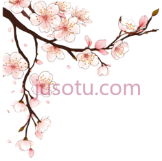 樱花,插画,粉色,白色PNG