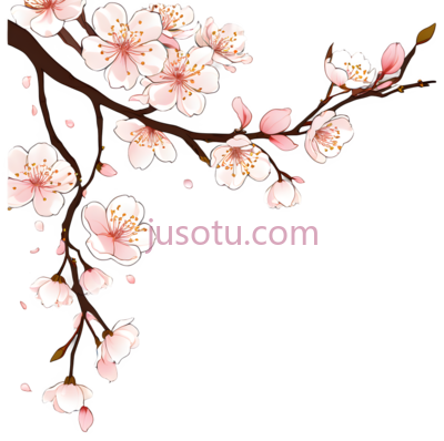 樱花,插画,粉色,白色, PNG