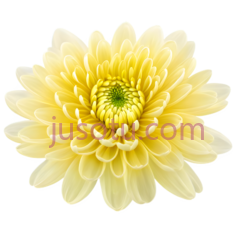 菊花,自然,黄色PNG