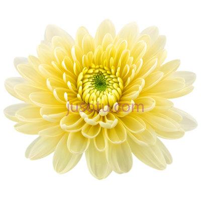 菊花,自然,黄色, PNG