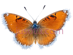 蝴蝶,自然,橙色PNG