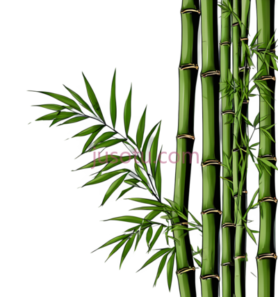竹子,插画,绿色, PNG