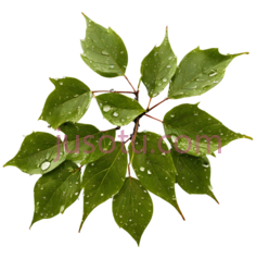 树叶,自然,绿色PNG