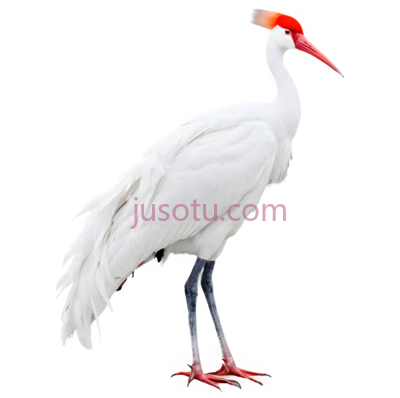 白鹤,卡通,白色, PNG